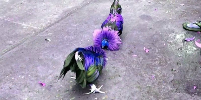 Khuyến mãi nạp tiền định kỳ