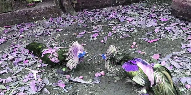 Những chương trình khuyến mãi hấp dẫn khi tham gia đá gà x5bet