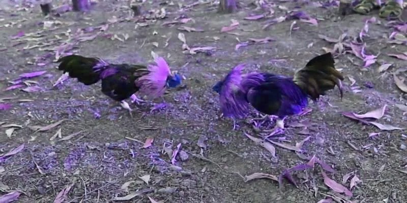 Tìm hiểu đôi nét về loại hình đá gà x5bet hiện nay